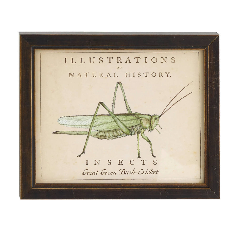 Vintage Grasshopper Wall Art | Ivory