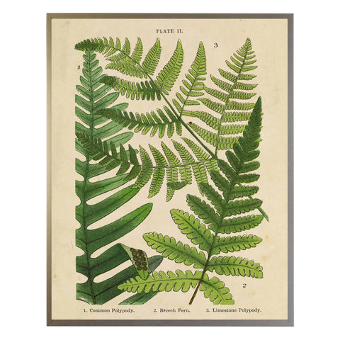 Vintage Fern Collage Wall Art | Ivory